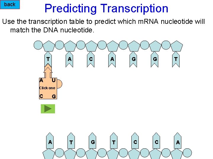 back Predicting Transcription Use the transcription table to predict which m. RNA nucleotide will