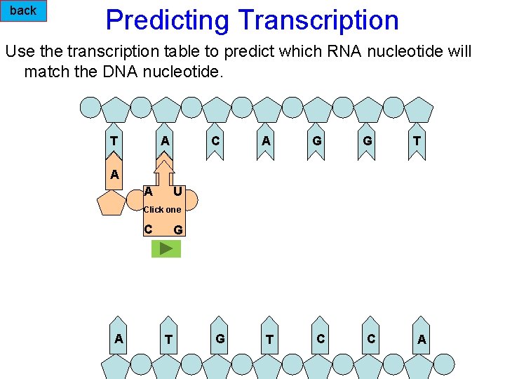 back Predicting Transcription Use the transcription table to predict which RNA nucleotide will match