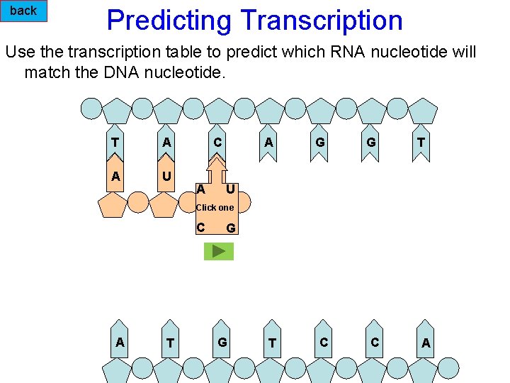 back Predicting Transcription Use the transcription table to predict which RNA nucleotide will match