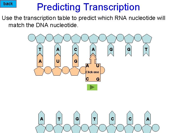 back Predicting Transcription Use the transcription table to predict which RNA nucleotide will match