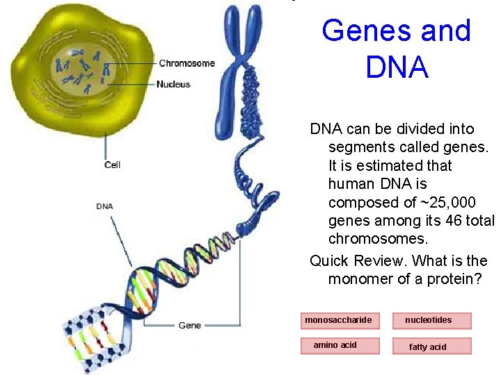 Genes and DNA can be divided into segments called genes. It is estimated that