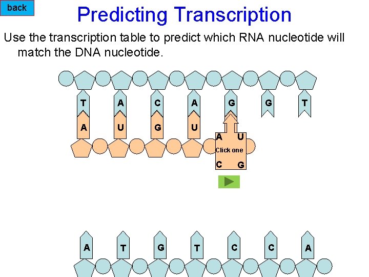 back Predicting Transcription Use the transcription table to predict which RNA nucleotide will match