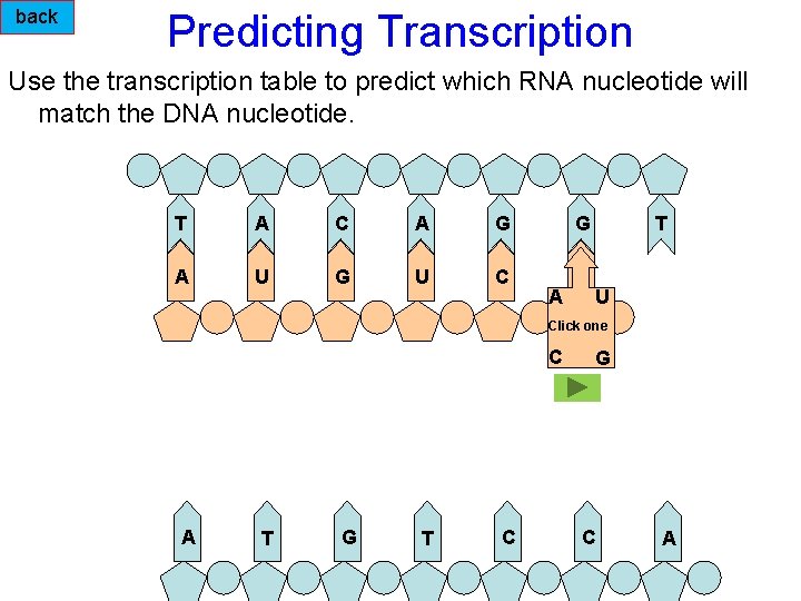 back Predicting Transcription Use the transcription table to predict which RNA nucleotide will match