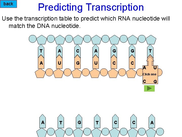 back Predicting Transcription Use the transcription table to predict which RNA nucleotide will match