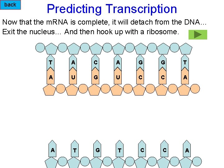 back Predicting Transcription Now that the m. RNA is complete, it will detach from