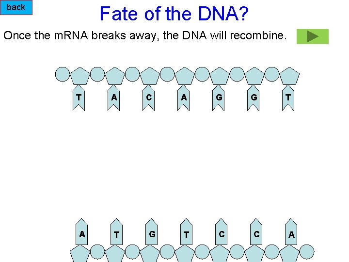 back Fate of the DNA? Once the m. RNA breaks away, the DNA will