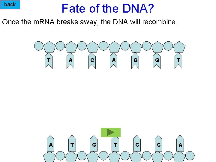 back Fate of the DNA? Once the m. RNA breaks away, the DNA will