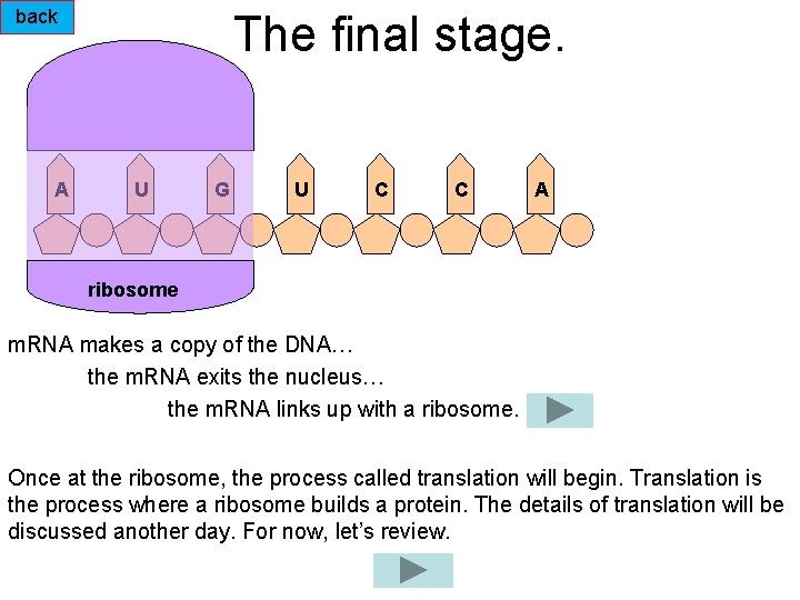 back A The final stage. U G U C C A ribosome m. RNA