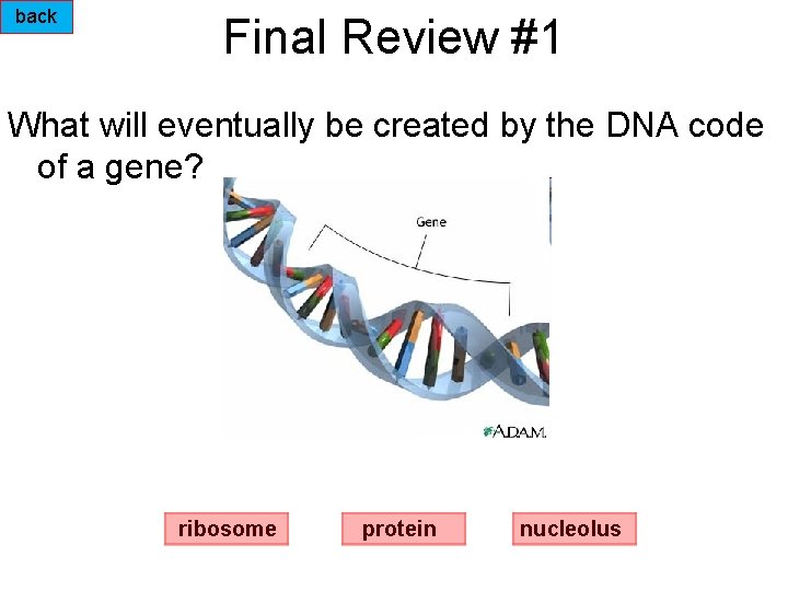 back Final Review #1 What will eventually be created by the DNA code of