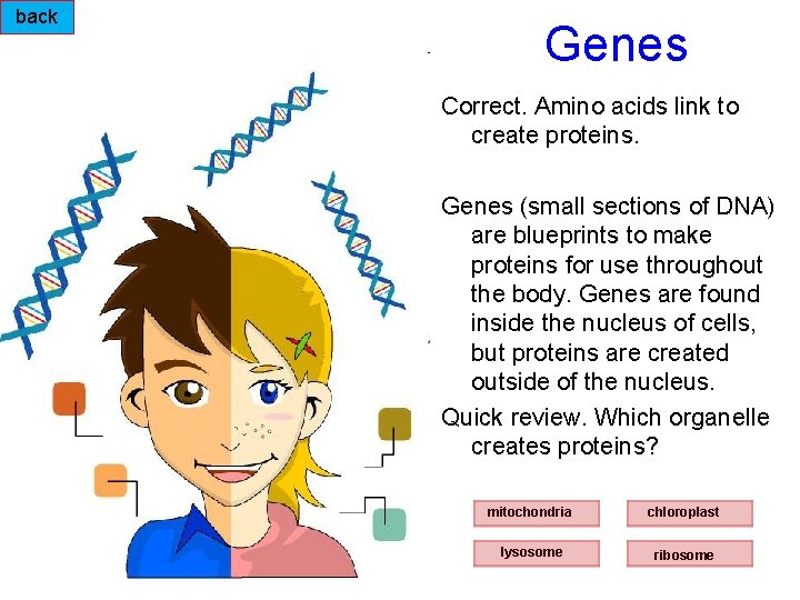 back Genes Correct. Amino acids link to create proteins. Genes (small sections of DNA)