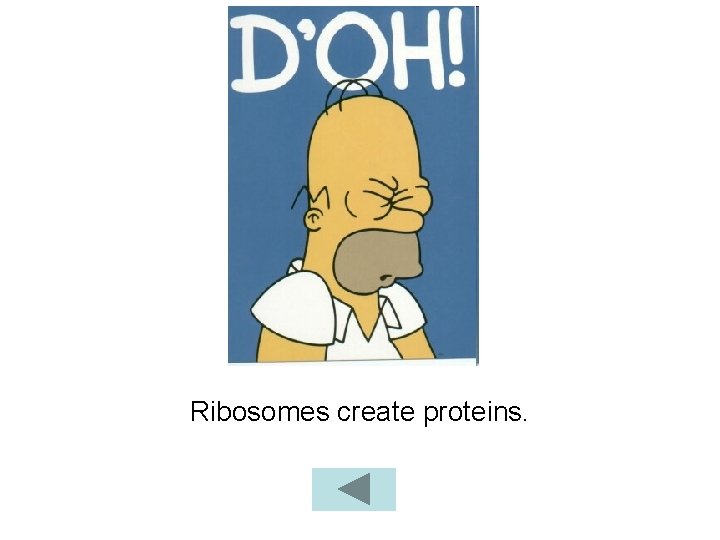 Ribosomes create proteins. 