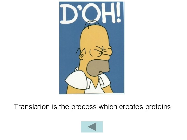 Translation is the process which creates proteins. 