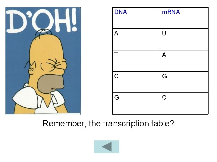 DNA m. RNA A U T A C G G C Remember, the transcription