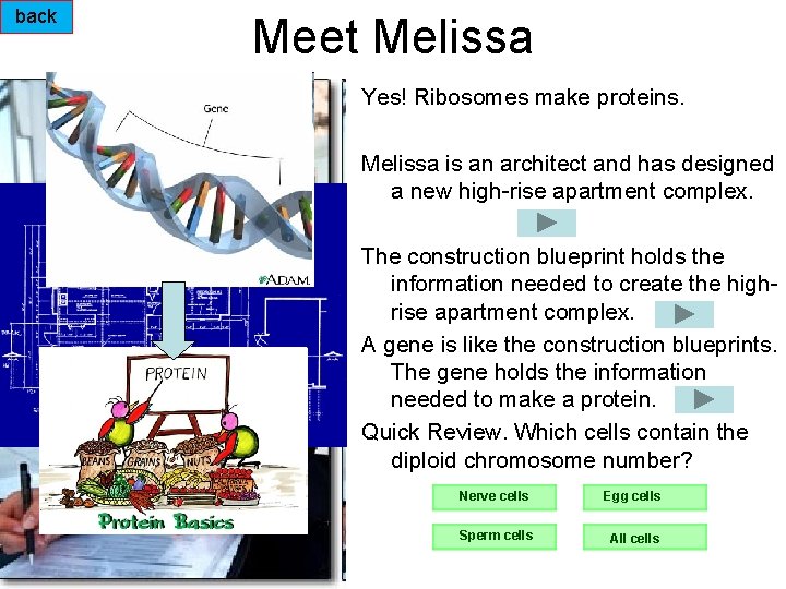 back Meet Melissa Yes! Ribosomes make proteins. Melissa is an architect and has designed