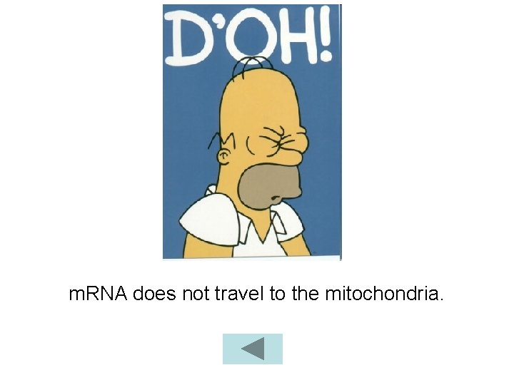 m. RNA does not travel to the mitochondria. 