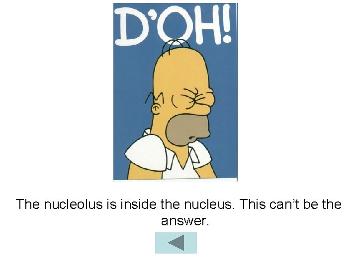 The nucleolus is inside the nucleus. This can’t be the answer. 