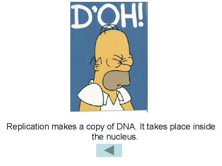 Replication makes a copy of DNA. It takes place inside the nucleus. 