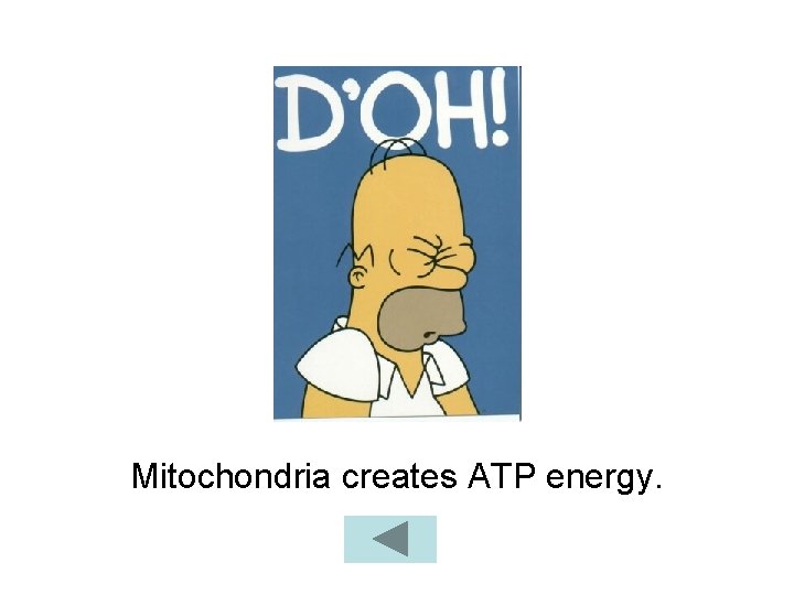 Mitochondria creates ATP energy. 