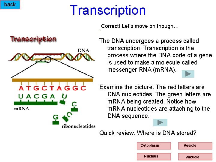 back Transcription Correct! Let’s move on though… The DNA undergoes a process called transcription.
