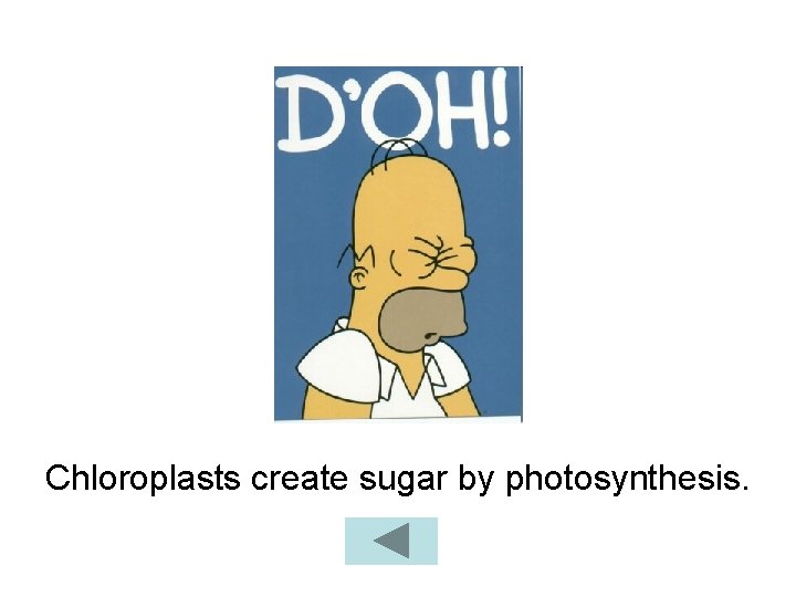 Chloroplasts create sugar by photosynthesis. 