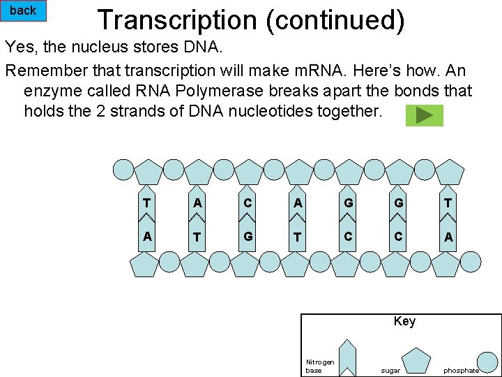 back Transcription (continued) Yes, the nucleus stores DNA. Remember that transcription will make m.
