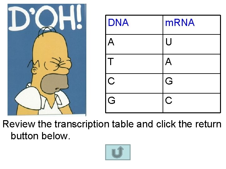 DNA m. RNA A U T A C G G C Review the transcription