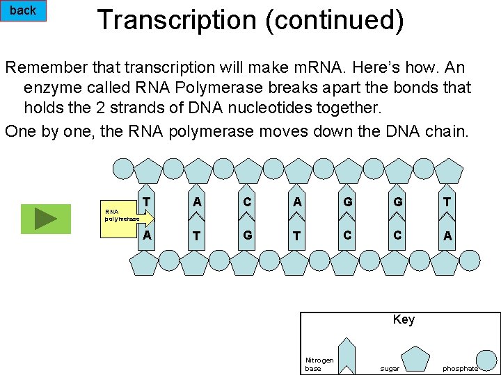 back Transcription (continued) Remember that transcription will make m. RNA. Here’s how. An enzyme
