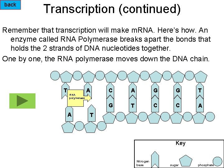 back Transcription (continued) Remember that transcription will make m. RNA. Here’s how. An enzyme