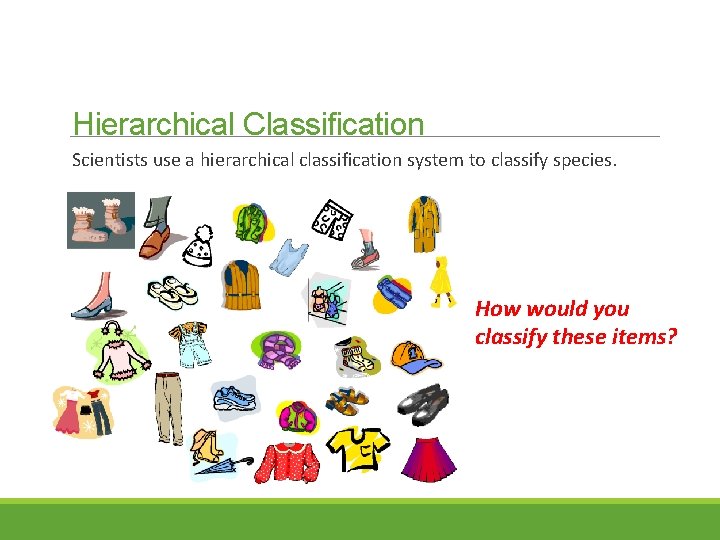 Hierarchical Classification Scientists use a hierarchical classification system to classify species. How would you