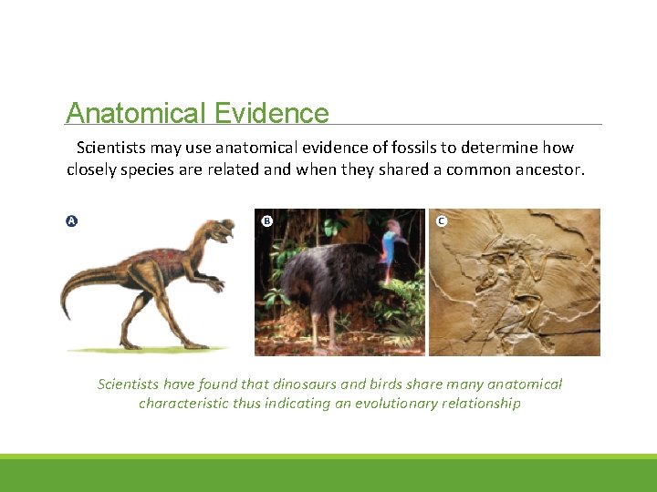 Anatomical Evidence Scientists may use anatomical evidence of fossils to determine how closely species