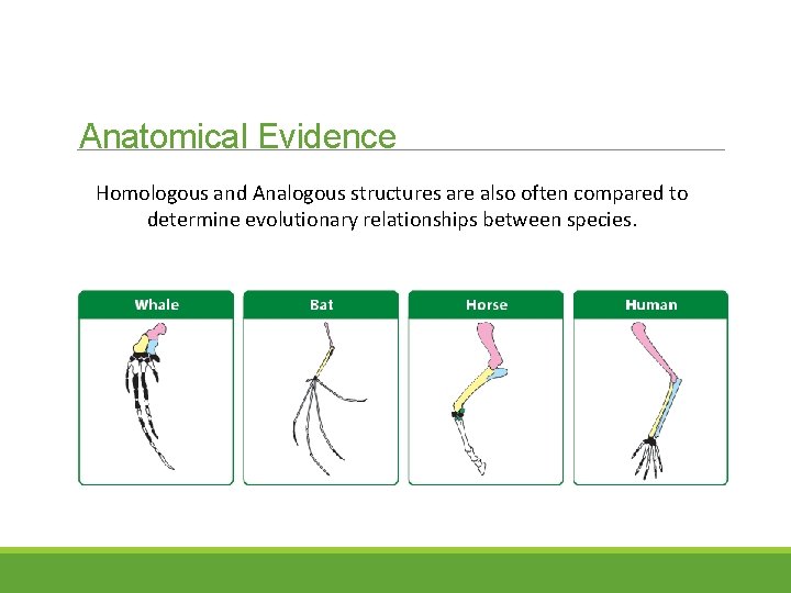 Anatomical Evidence Homologous and Analogous structures are also often compared to determine evolutionary relationships