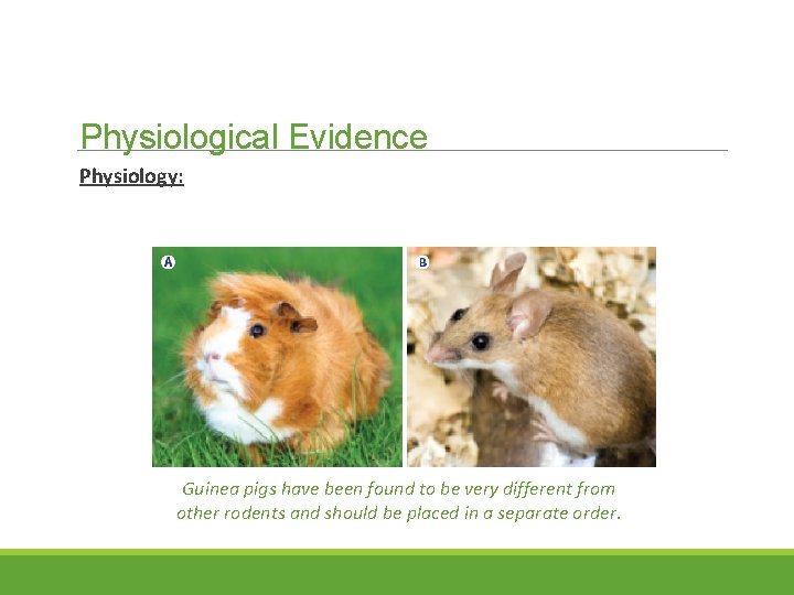 Physiological Evidence Physiology: Guinea pigs have been found to be very different from other