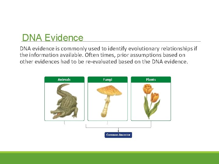 DNA Evidence DNA evidence is commonly used to identify evolutionary relationships if the information