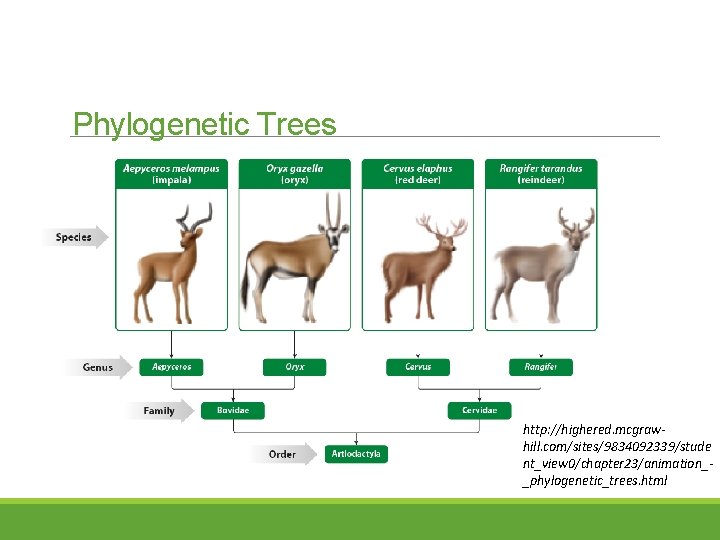 Phylogenetic Trees http: //highered. mcgrawhill. com/sites/9834092339/stude nt_view 0/chapter 23/animation__phylogenetic_trees. html 