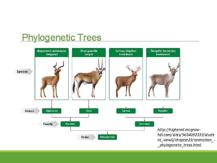 Phylogenetic Trees http: //highered. mcgrawhill. com/sites/9834092339/stude nt_view 0/chapter 23/animation__phylogenetic_trees. html 