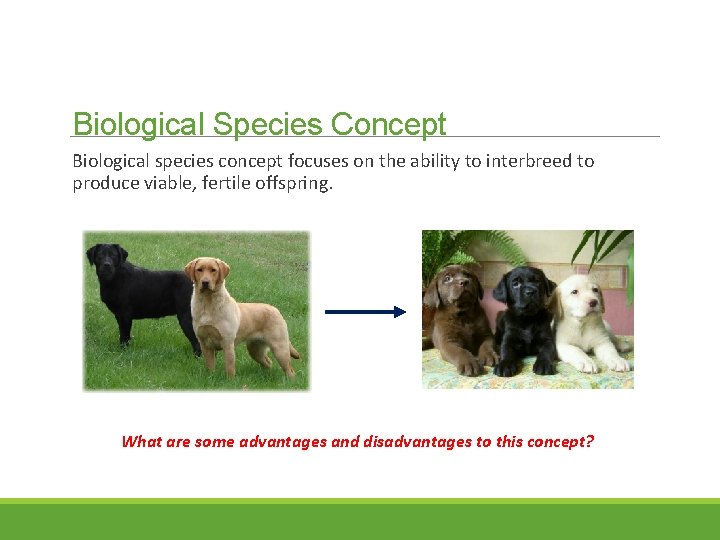 Biological Species Concept Biological species concept focuses on the ability to interbreed to produce