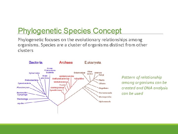 Phylogenetic Species Concept Phylogenetic focuses on the evolutionary relationships among organisms. Species are a