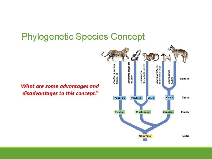 Phylogenetic Species Concept What are some advantages and disadvantages to this concept? 
