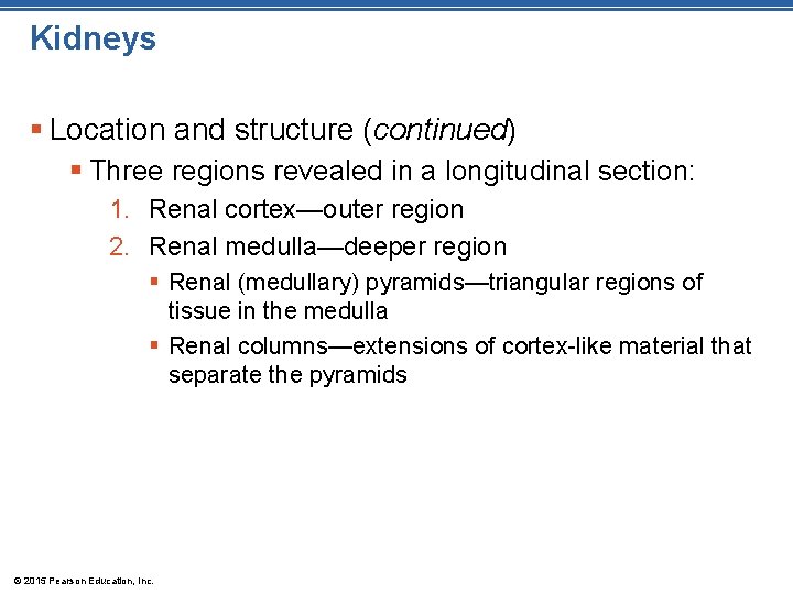 Kidneys § Location and structure (continued) § Three regions revealed in a longitudinal section: