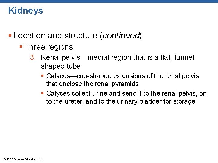 Kidneys § Location and structure (continued) § Three regions: 3. Renal pelvis—medial region that