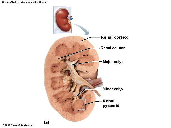Figure 15. 2 a Internal anatomy of the kidney. Renal cortex Renal column Major