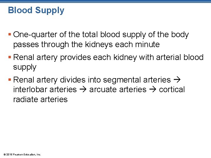 Blood Supply § One-quarter of the total blood supply of the body passes through