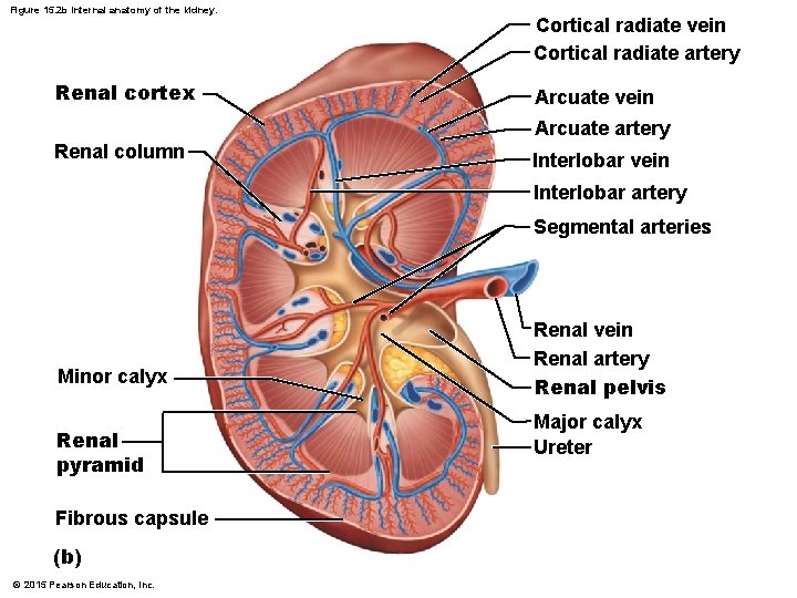 Figure 15. 2 b Internal anatomy of the kidney. Renal cortex Cortical radiate vein Figure 15. 2 b Internal anatomy of the kidney. Renal cortex Cortical radiate vein