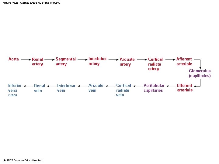 Figure 15. 2 c Internal anatomy of the kidney. Aorta Inferior vena cava Renal