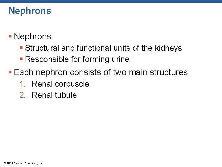 Nephrons § Nephrons: § Structural and functional units of the kidneys § Responsible forming Nephrons § Nephrons: § Structural and functional units of the kidneys § Responsible forming