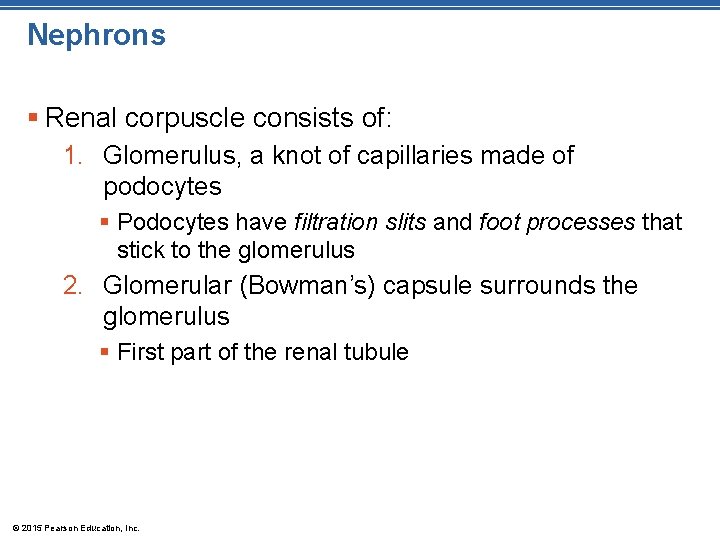 Nephrons § Renal corpuscle consists of: 1. Glomerulus, a knot of capillaries made of