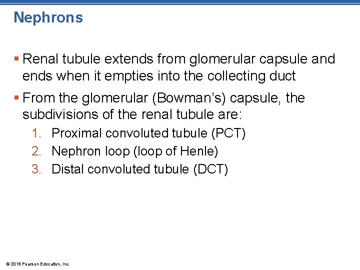 Nephrons § Renal tubule extends from glomerular capsule and ends when it empties into