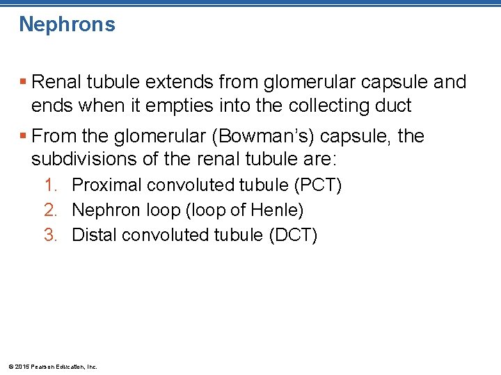 Nephrons § Renal tubule extends from glomerular capsule and ends when it empties into Nephrons § Renal tubule extends from glomerular capsule and ends when it empties into