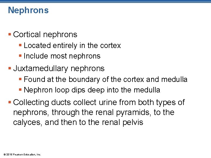 Nephrons § Cortical nephrons § Located entirely in the cortex § Include most nephrons