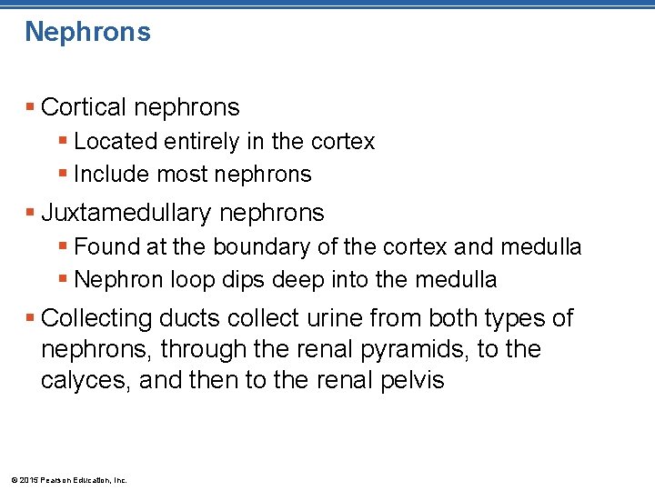 Nephrons § Cortical nephrons § Located entirely in the cortex § Include most nephrons Nephrons § Cortical nephrons § Located entirely in the cortex § Include most nephrons
